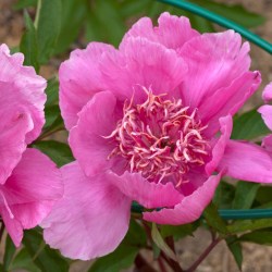 raspberry Rose 24